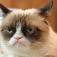 Illustration for article titled World Rejoices As Grumpy Cat And Her Shitty Attitude Dead Forever